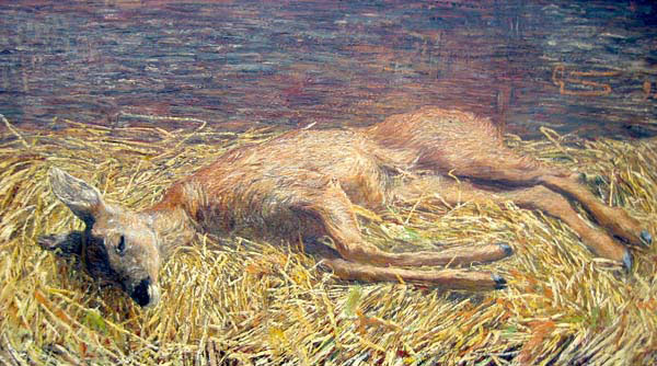 Dead Deer